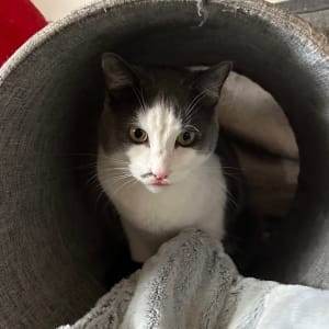 Picture of Archie