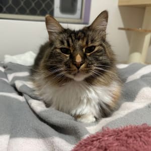 Picture of Khaleesi