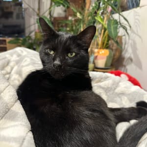 Picture of Slinky