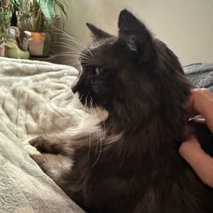 Picture of Marbles