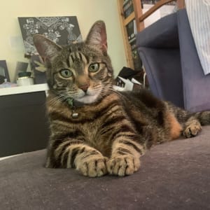 Picture of Luna