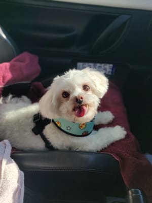 Picture of Coco