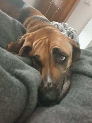 Picture of Sherlock