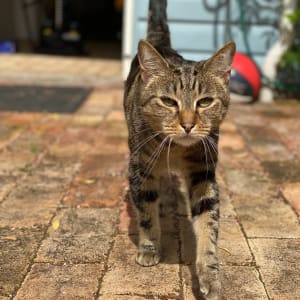 Picture of Paws