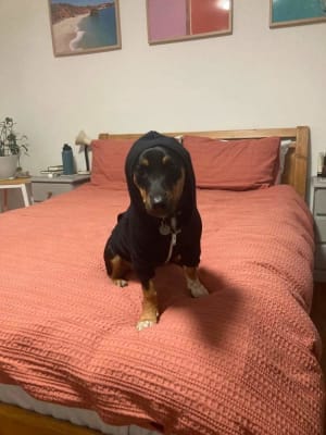 Picture of Happy