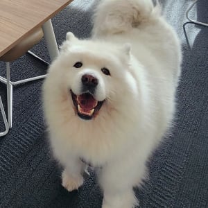 Picture of Snowy