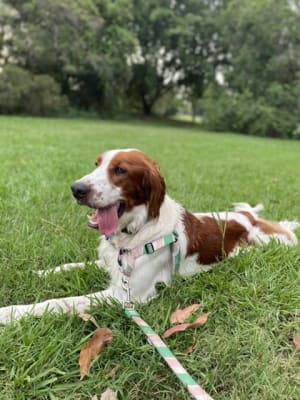 Picture of Finley