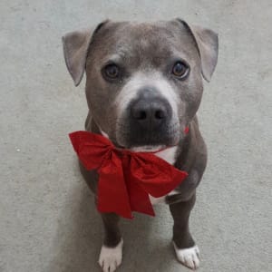 Picture of Cosmo