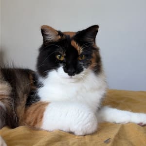 Picture of Peach