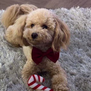 Picture of Gracie
