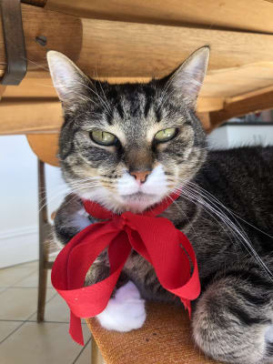 Picture of Catniss