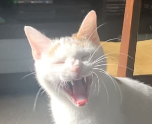 Picture of Momo