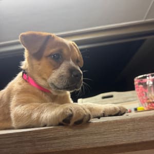 Picture of Nala