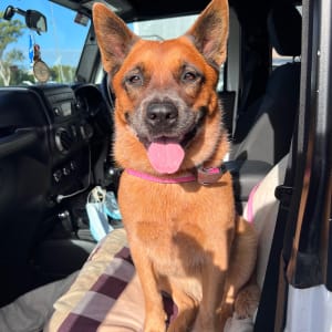 Picture of Gracie