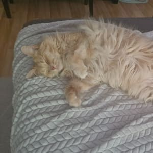 Picture of Mochi
