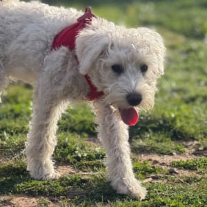 Picture of Daisy