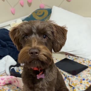 Picture of Indy