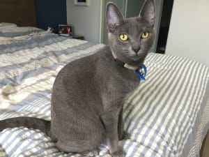 Picture of Willow