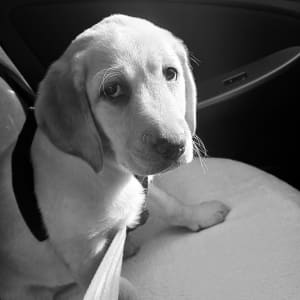 Picture of Zelda