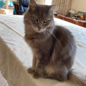 Picture of Princess Kitty