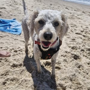 Picture of Phoebe