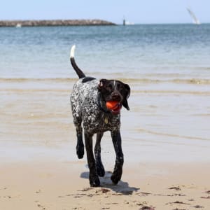 Picture of Rafa