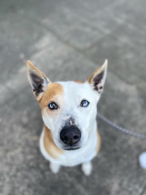 Picture of Bailey