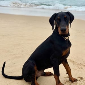 Picture of Chief