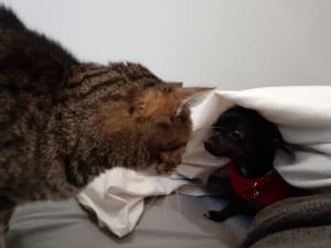 Picture of Tigerlilly