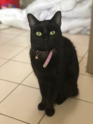Picture of Bella