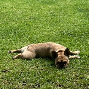 Picture of Rufus