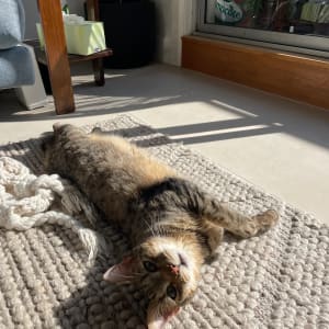 Picture of Wilbur