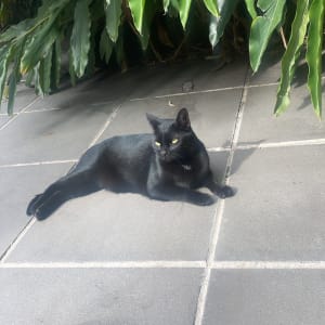 Picture of Loki