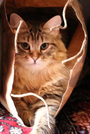 Picture of Tasha