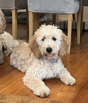 Picture of Pumpkin