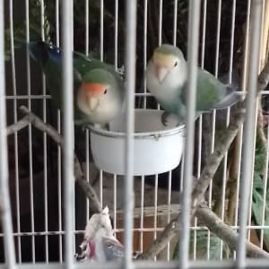 Picture of Rico and Chiquita