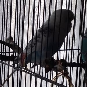 Picture of Misty moo