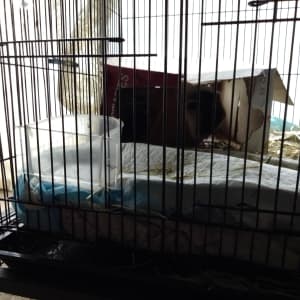 Picture of Billy Biscuits