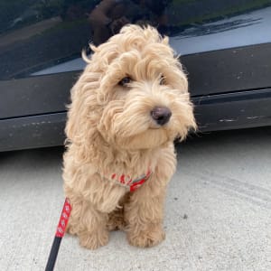 Picture of Snowy