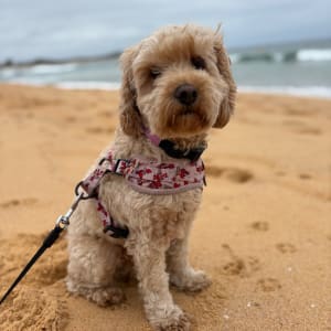 Picture of Grace