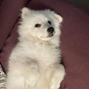 Picture of Suki