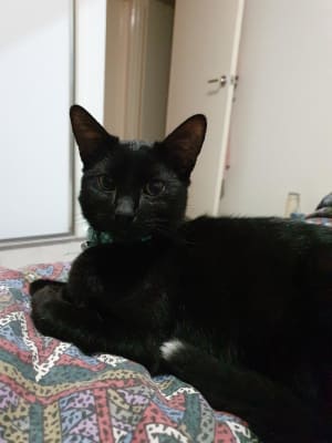 Picture of Turbo