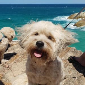 Picture of Colin