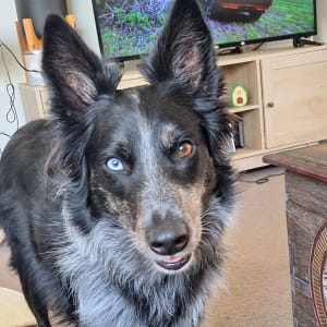 Picture of Cricket