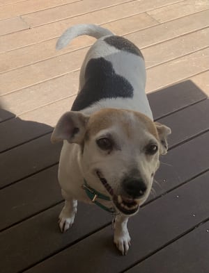 Picture of Lady 