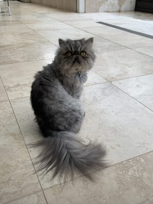 Picture of Ashy