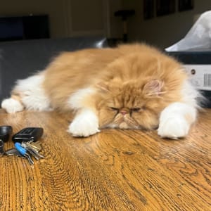 Picture of Maxi