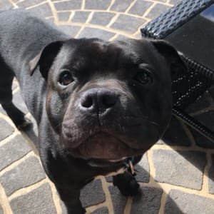 Picture of Hugo