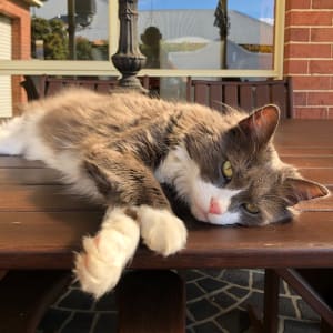 Picture of Stella