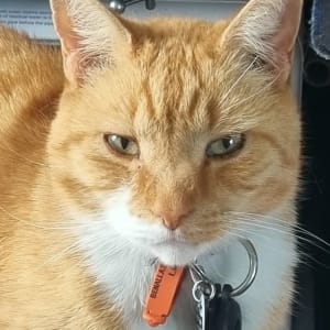 Picture of Ginger-Ninja